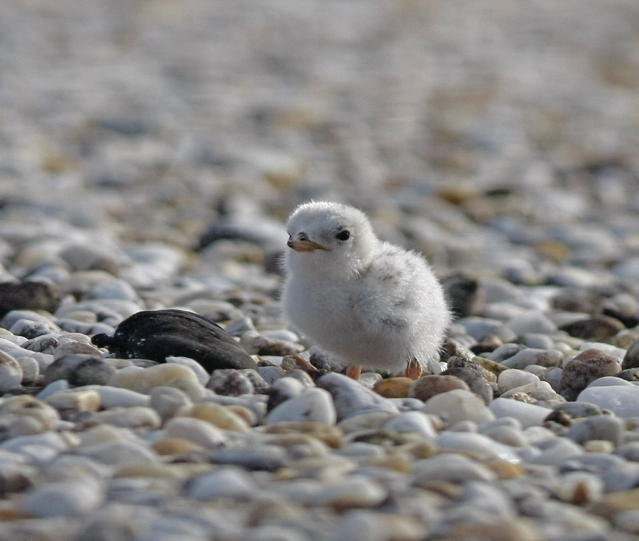 Least Tern chick at the beach