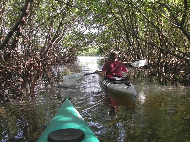 Mangrove Kayak Tunnel