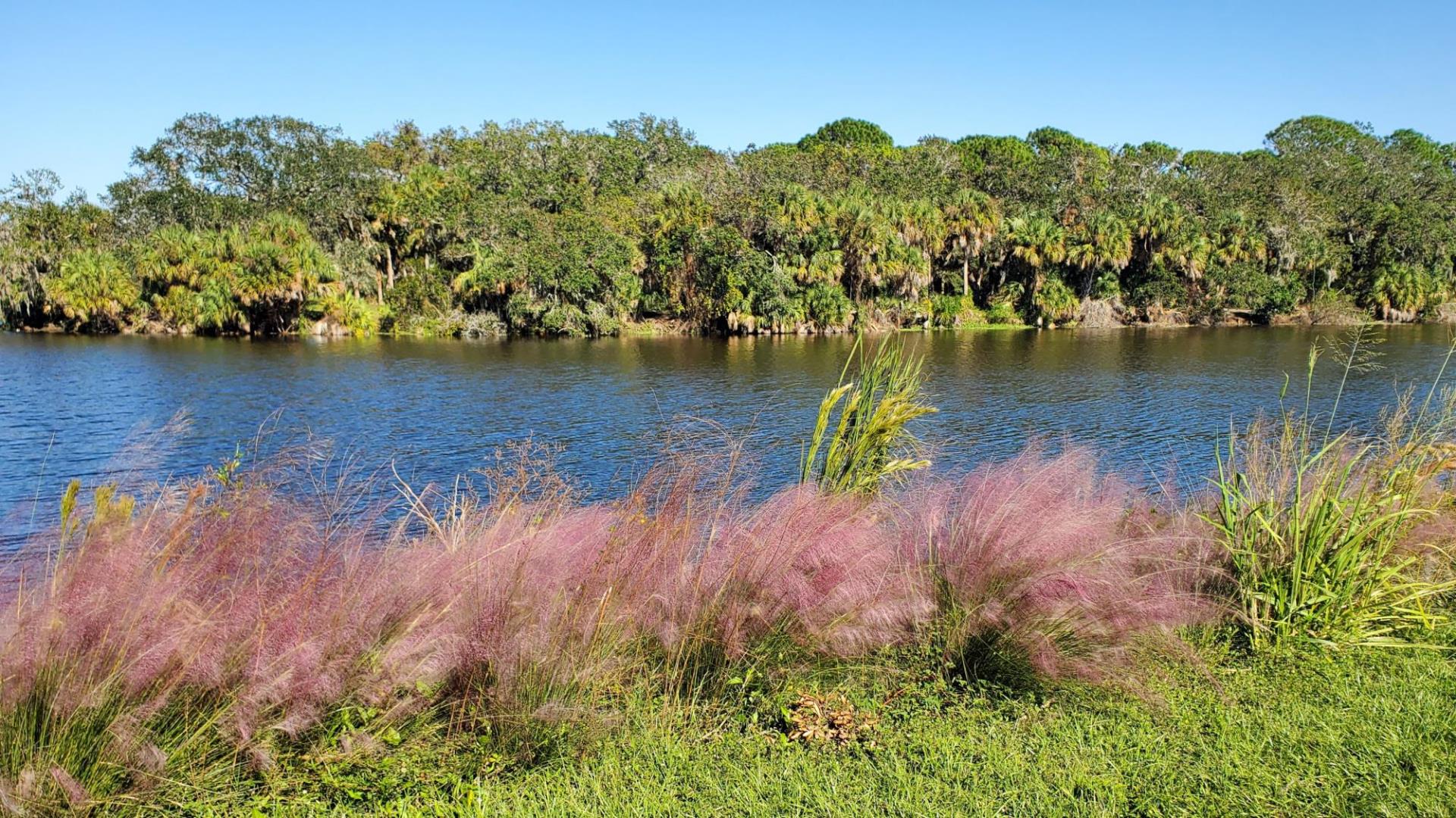 RBS muhly along slough1