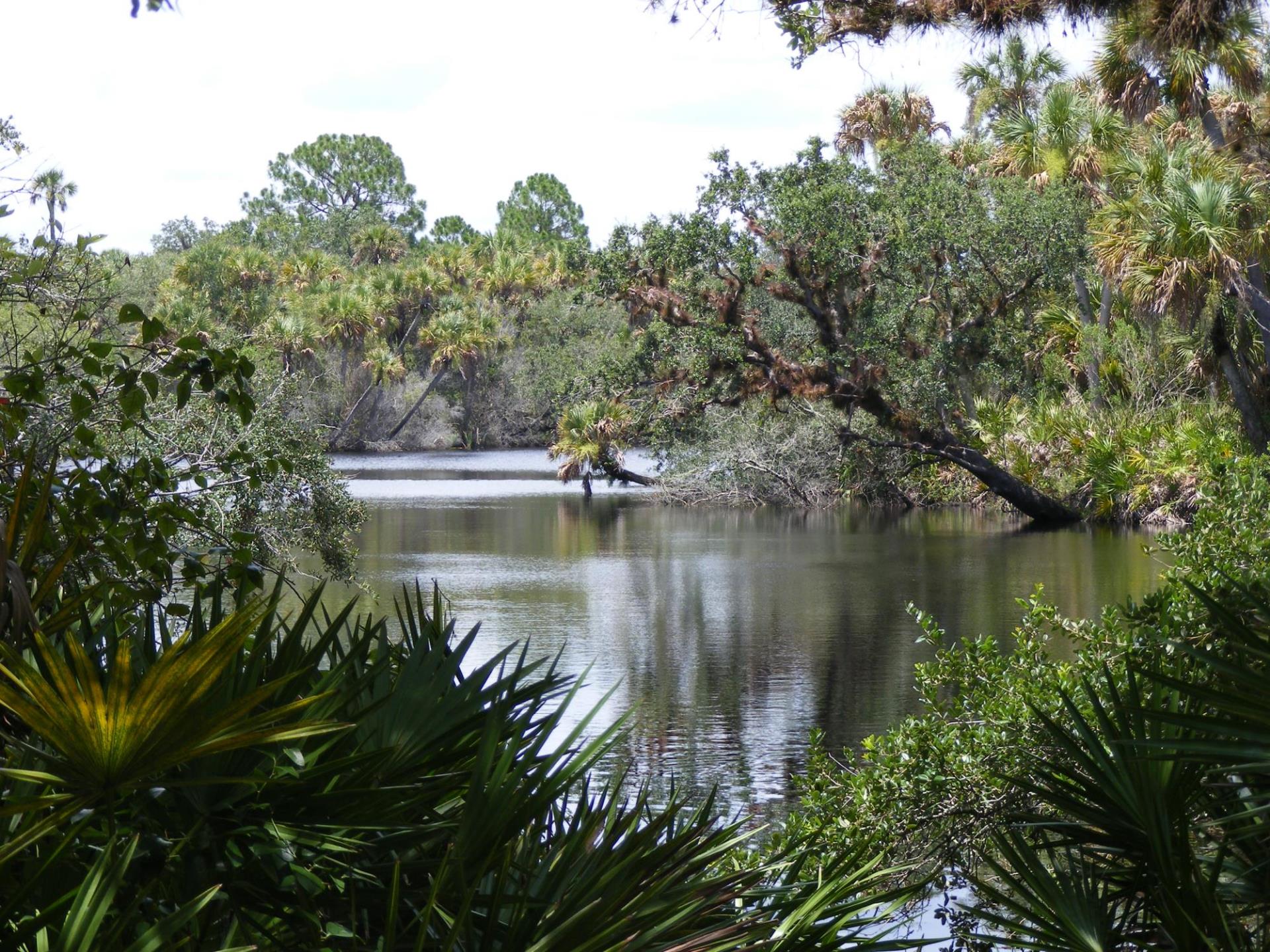 Myakka River Jelks  